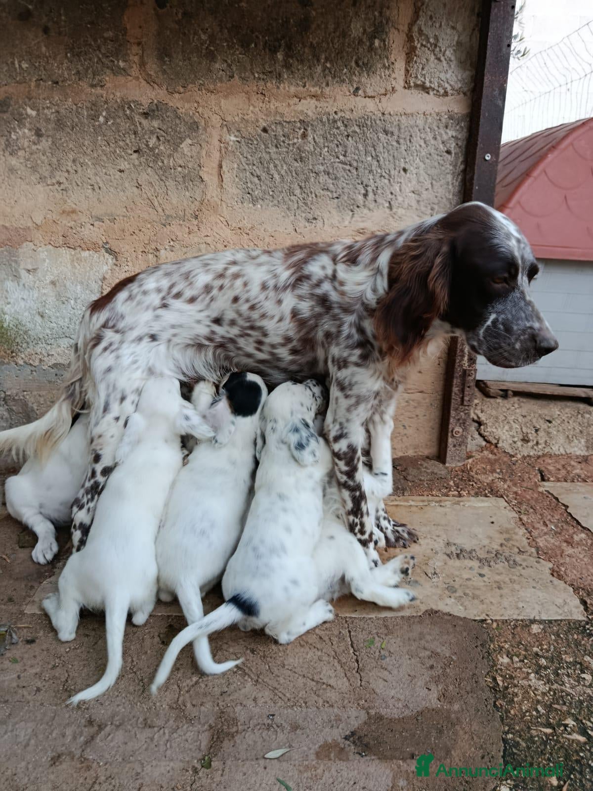Setter Inglese cani Setter inglese  - Annuncio 1