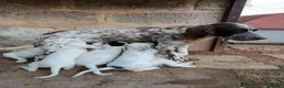 Setter Inglese cani in vendita: Setter inglese  - Annuncio 1