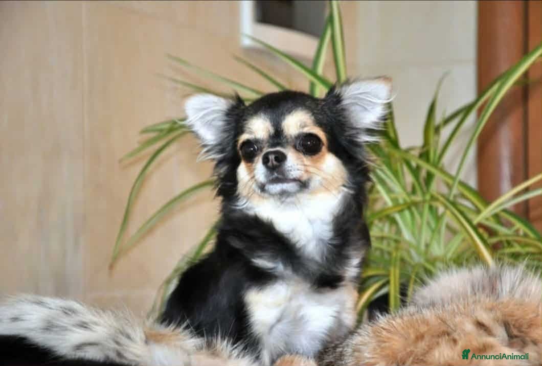 Chihuahua cani Chihuahua pelo lungo cuccioli - Annuncio 32