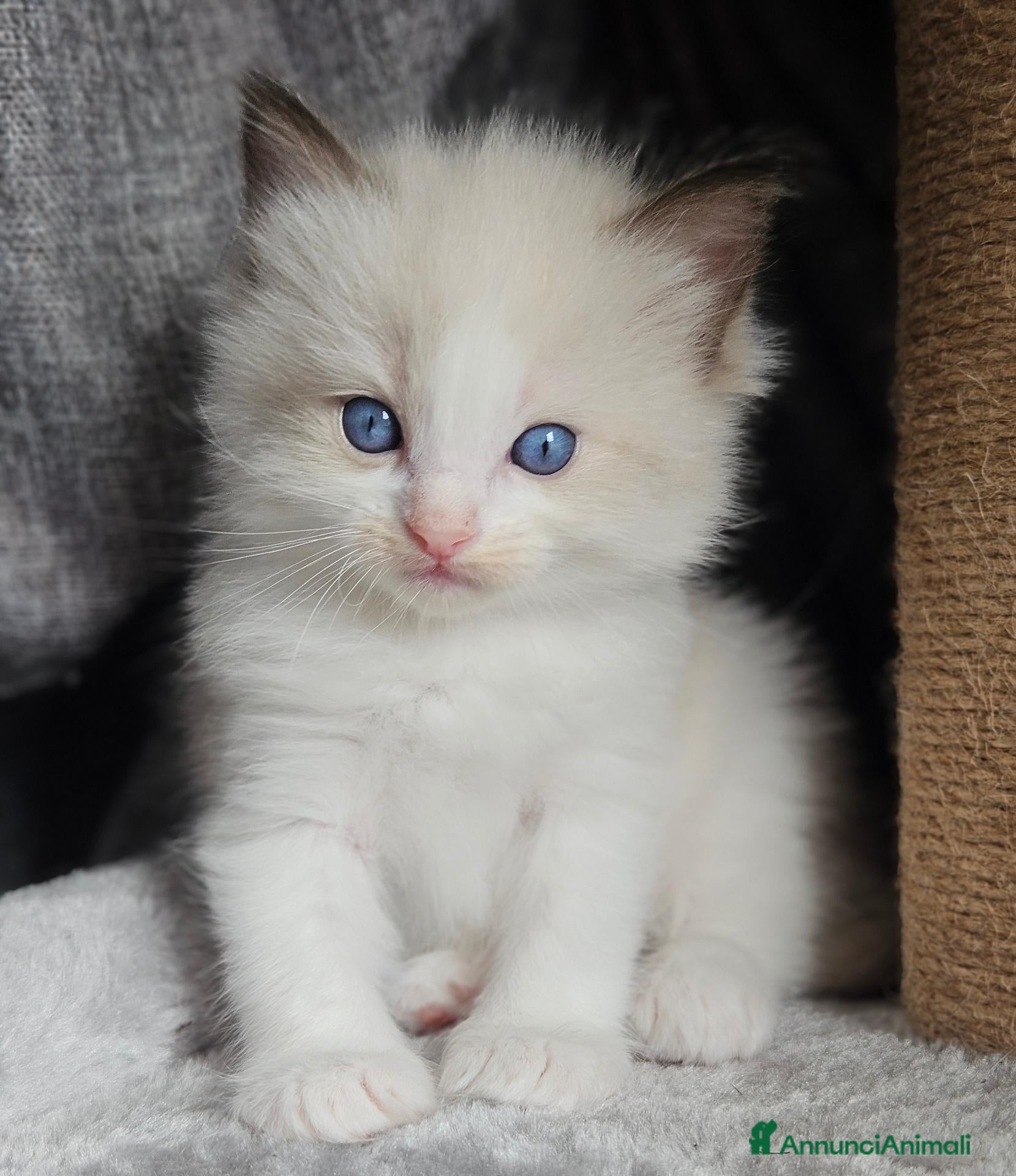 Ragdoll gatti Meravigliosa cucciolata Ragdoll - Annuncio 2