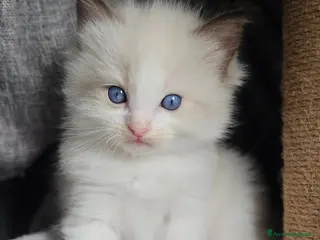 Ragdoll gatti Meravigliosa cucciolata Ragdoll - Annuncio 2