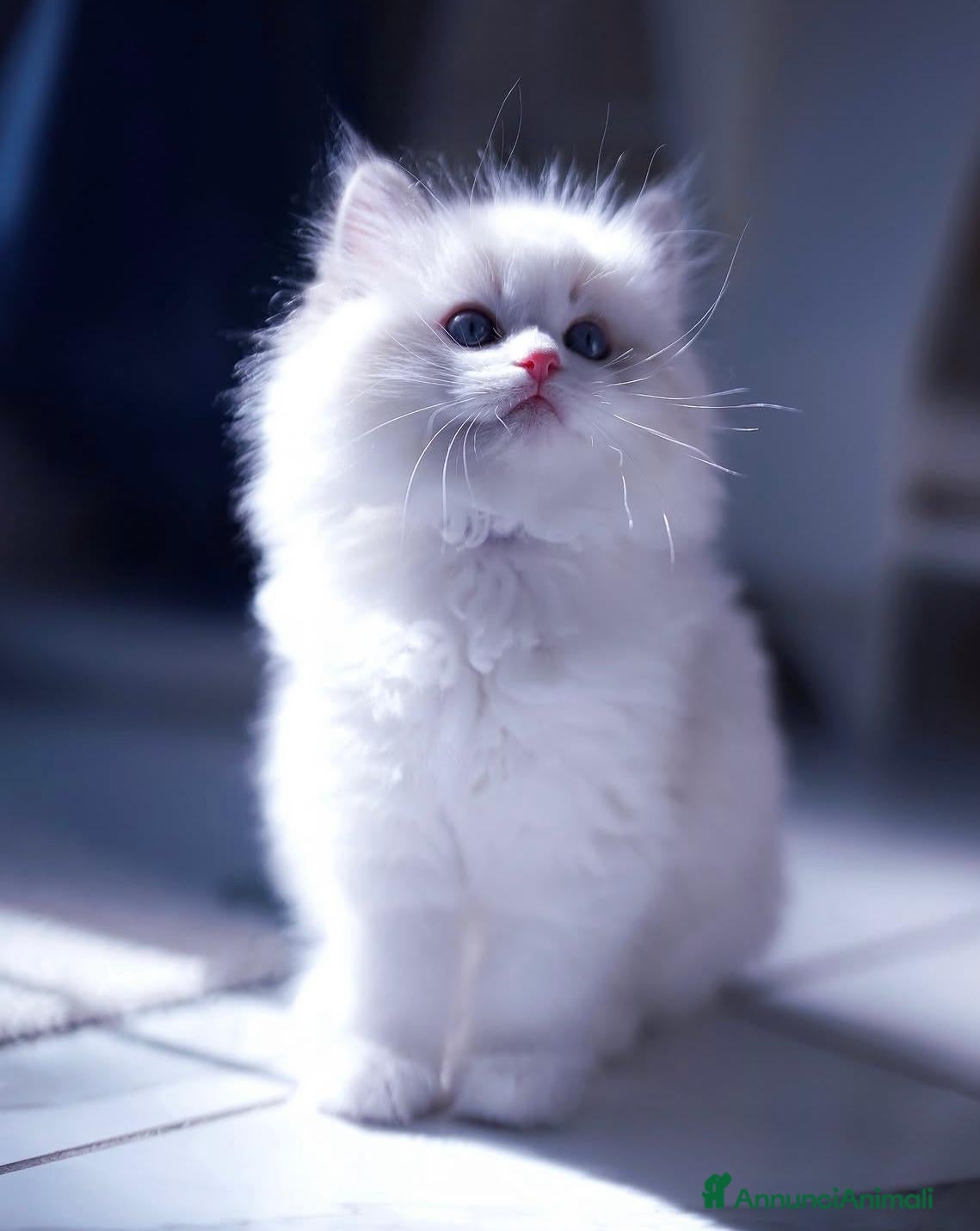 Ragdoll gatti Splendidi cuccioli di ragdoll - Annuncio 10