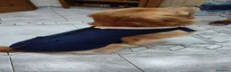 Golden Retriever cani per accoppiamento: Golden retriever per accoppiamento  - Annuncio 20