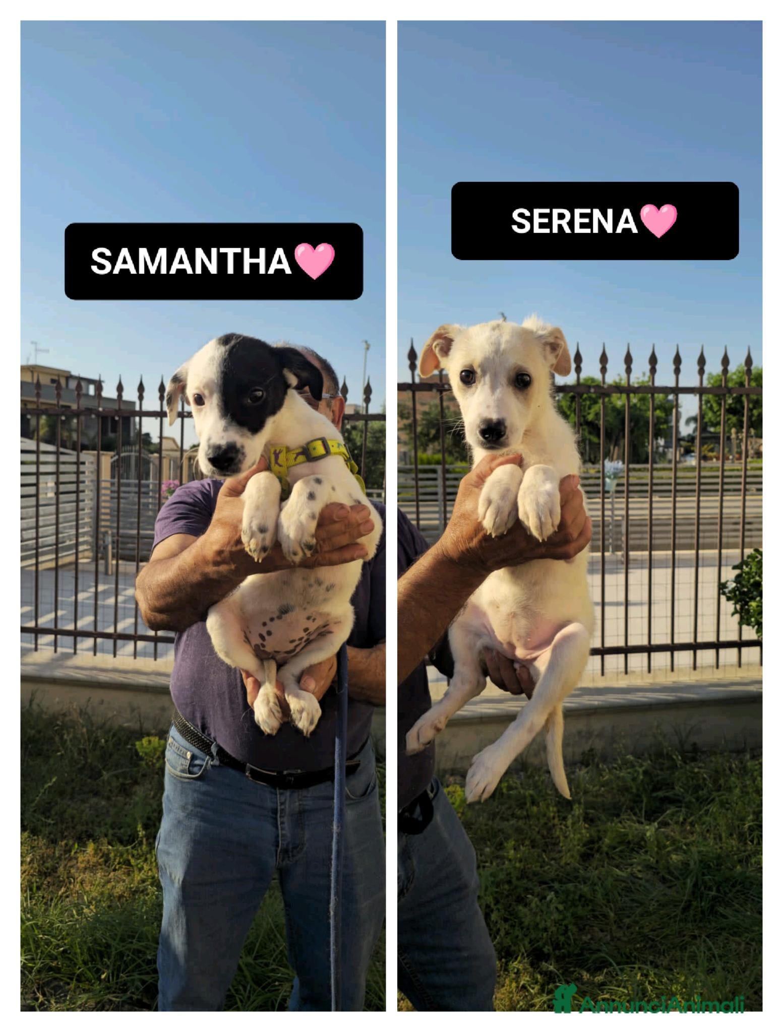 Meticcio cani in regalo: samantha e serena - Annuncio 1