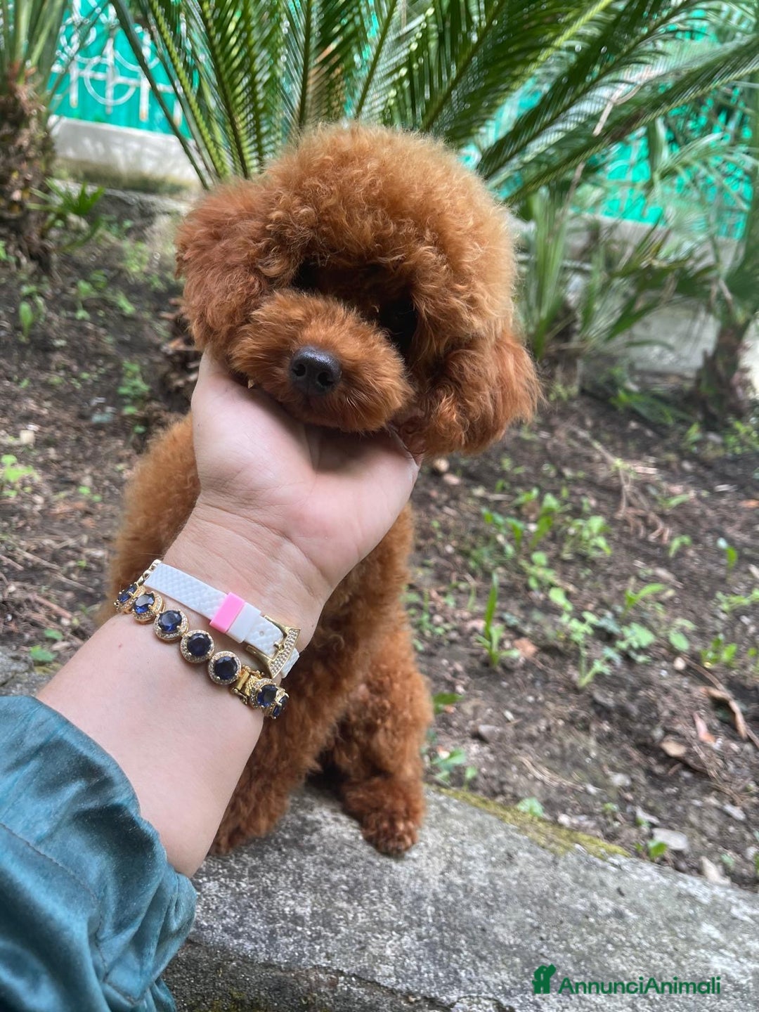 Barboncino Toy cani in vendita: Barboncino Toy con pedegree Enci  - Annuncio 2