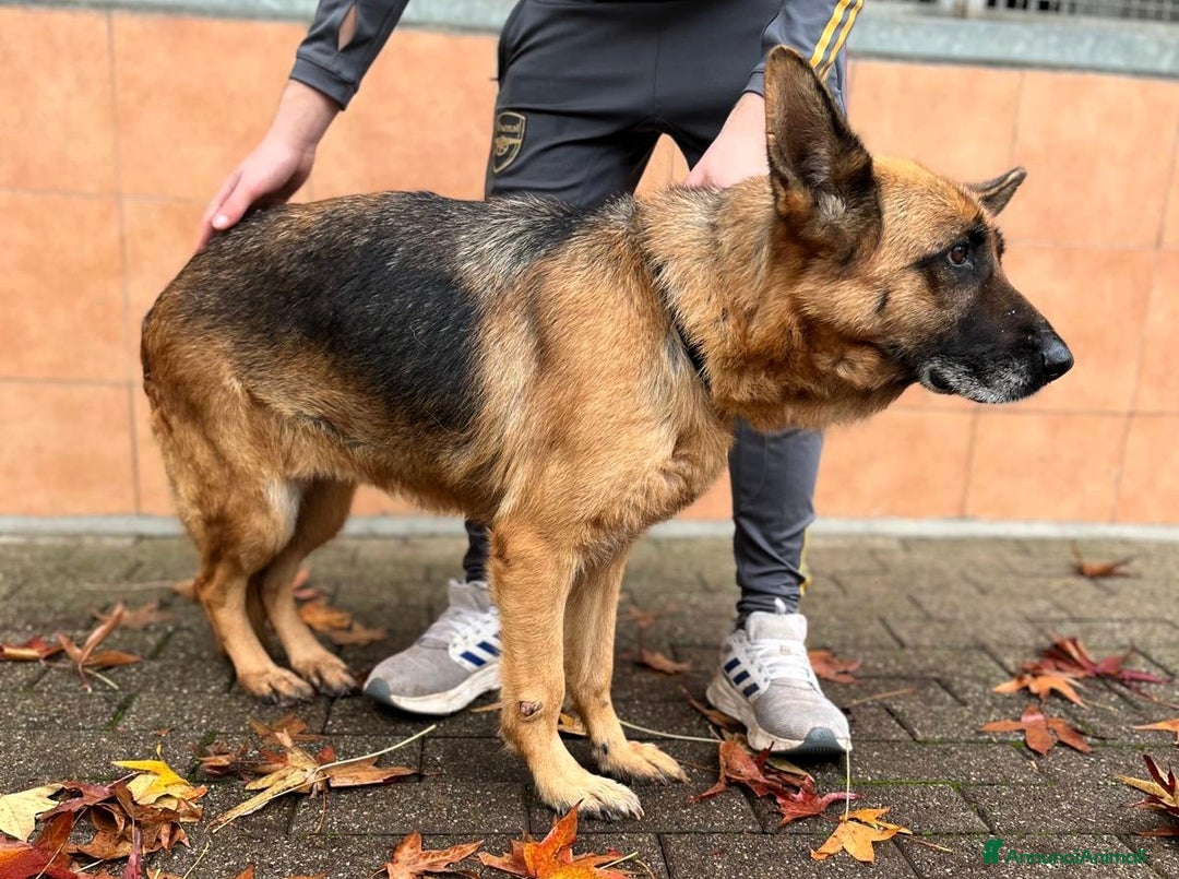 Pastore Tedesco cani in regalo: GIANNA PASTORE TEDESCO - Annuncio 7