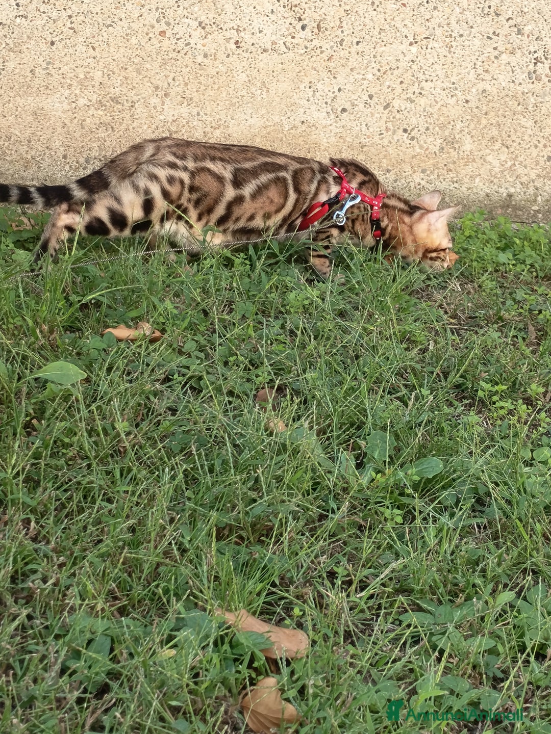 Bengala gatti in vendita: Cucciola Bengala 🥰 - Annuncio 2