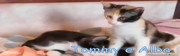 Europeo gatti in regalo: TOMMY E ALBA DOLCISSIMI GATTINI - Annuncio 4
