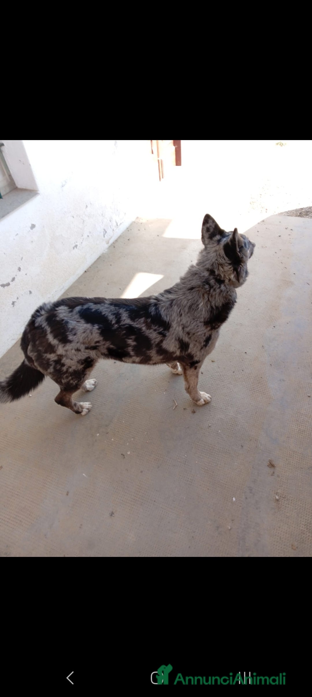 Meticcio cani in regalo: Cedesi - Annuncio 3