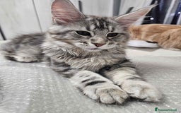 Maine Coon gatti in vendita: Cucciola maine coon - Immagine 1