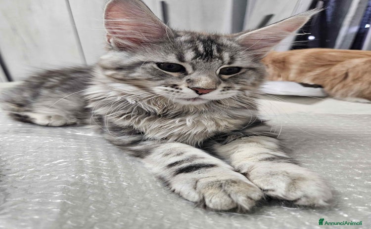 Maine Coon gatti Cucciola maine coon - Annuncio 16