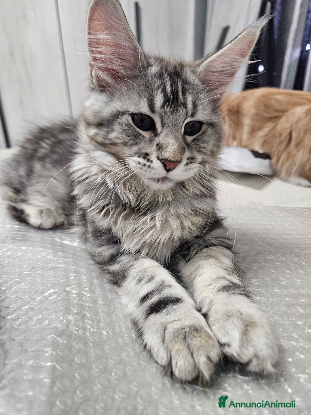 Maine Coon gatti in vendita: Cucciola maine coon - Annuncio 2