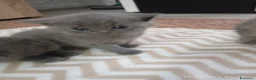 British gatti in vendita: BRITISH SHORTHAIR IN PRENOTAZIONE  - Annuncio 2
