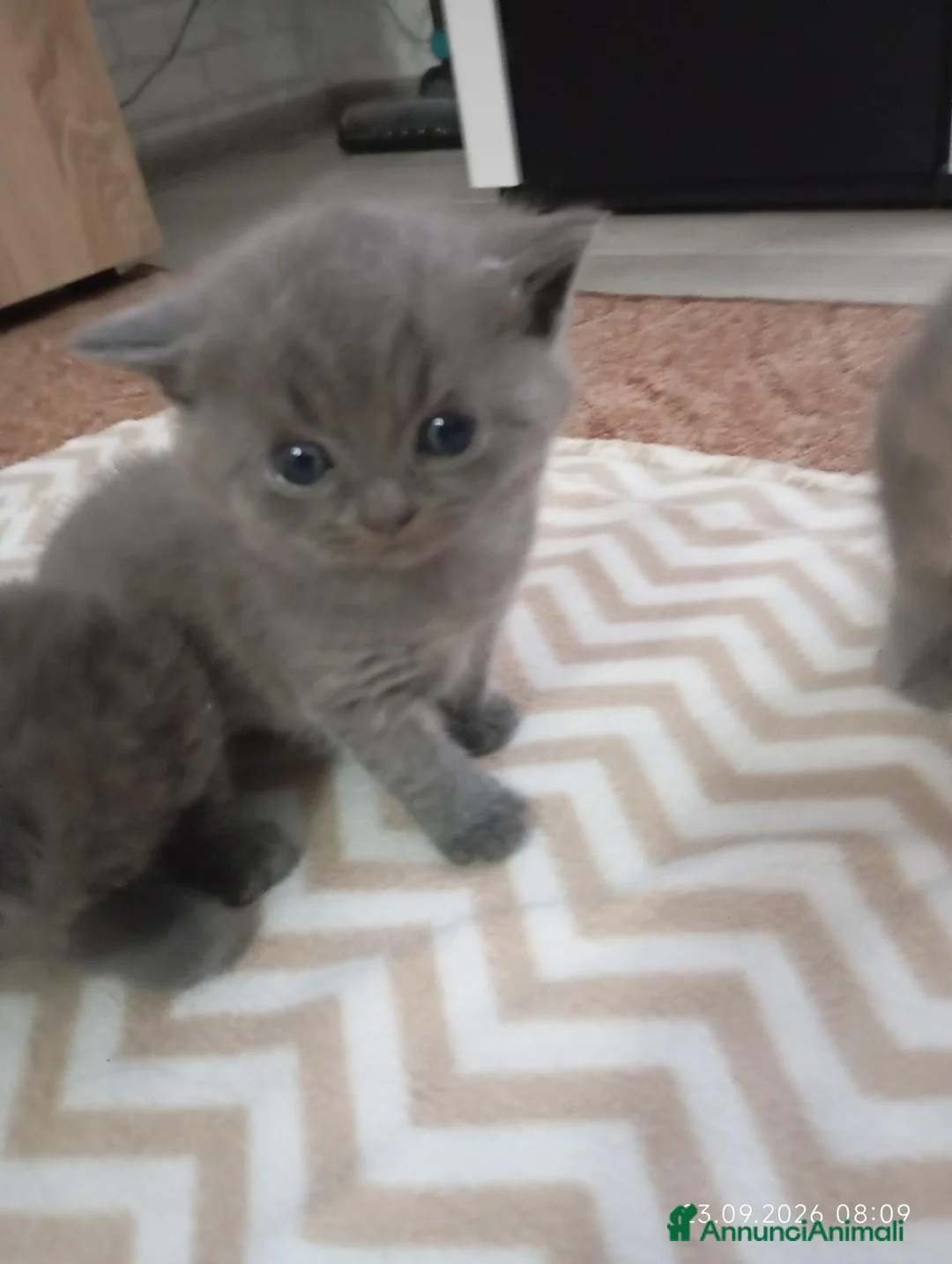 British gatti in vendita: BRITISH SHORTHAIR IN PRENOTAZIONE  - Annuncio 2