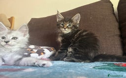 Maine Coon gatti in vendita: Maine Coon pedigree Anfi a Provincia di Modena - Immagine 8