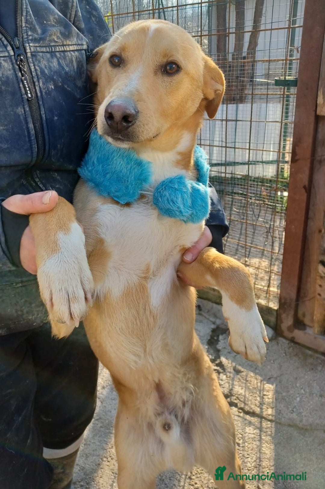 Meticcio cani in regalo: ALBICOCCA e MIRTILLO a Città metropolitana di Roma Capitale - Annuncio 10