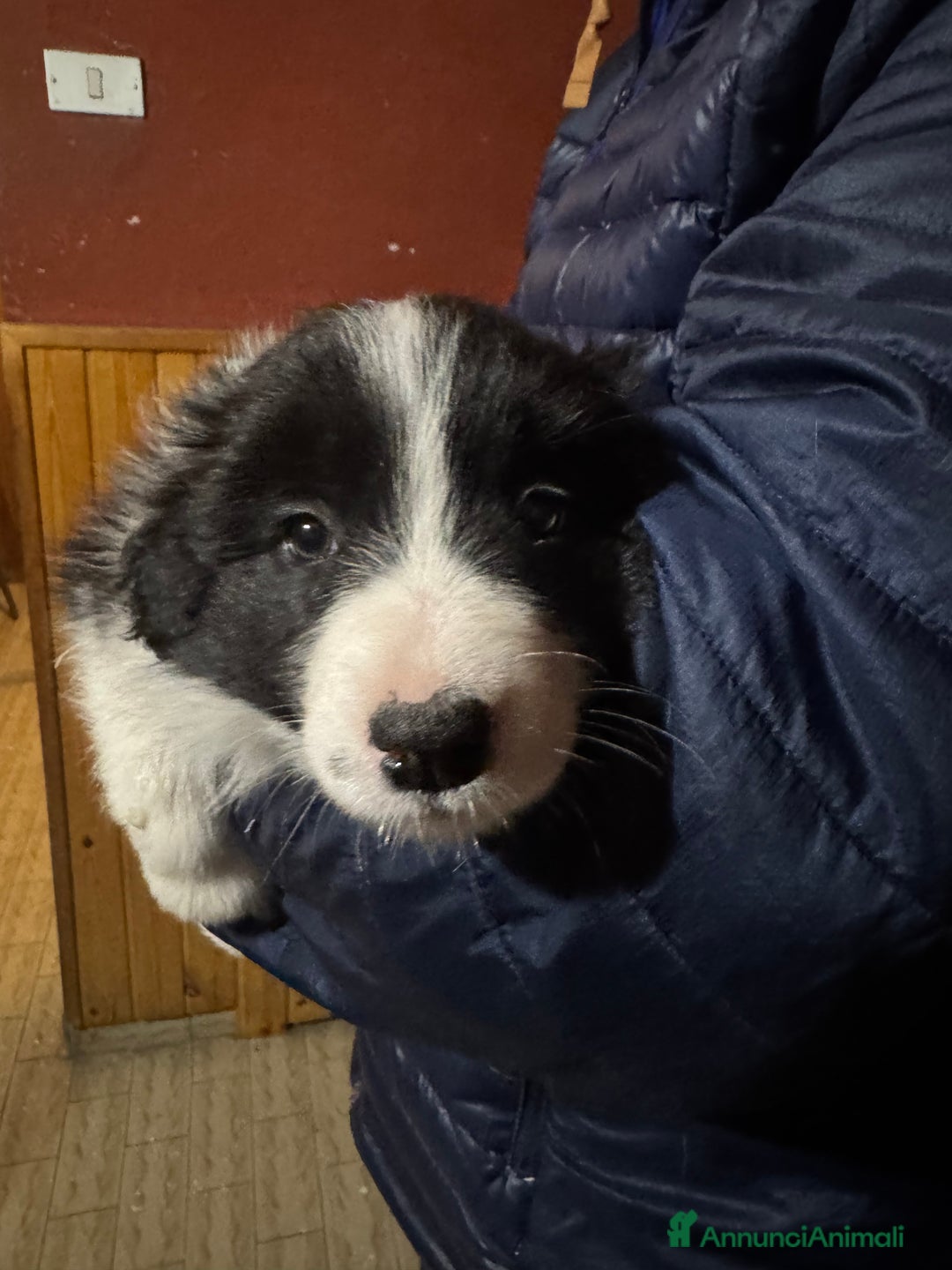 Border Collie cani in vendita: Border collie cuccioli con pedigree - Annuncio 3