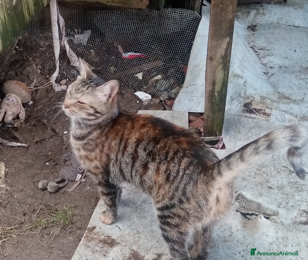 Altre razze gatti in regalo: Bellissimo tigratino a pelo corto - Annuncio 2