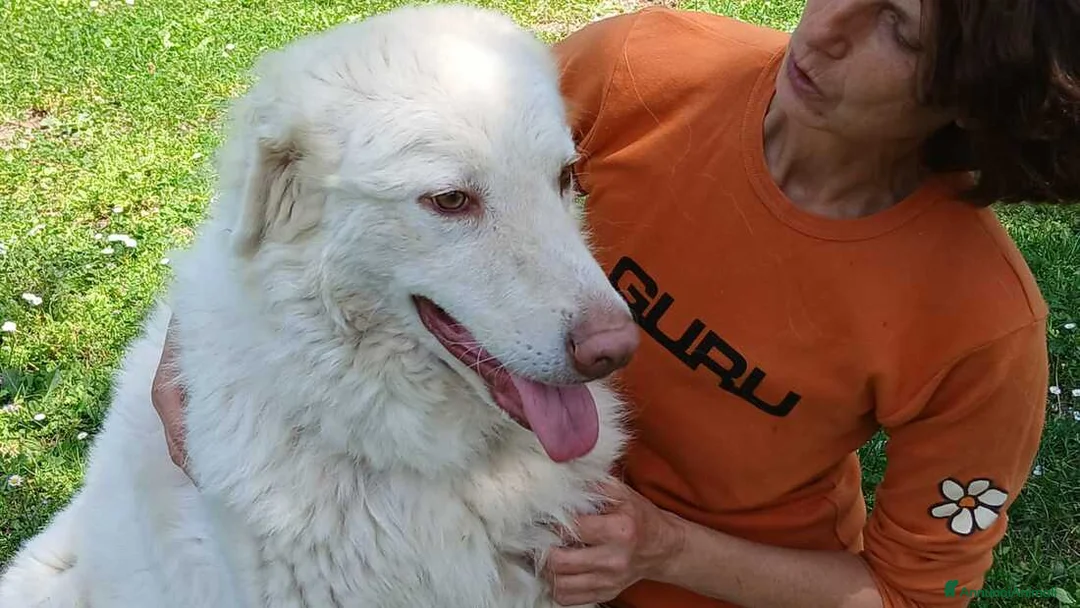 Meticcio cani in regalo: IL DOLCE FULVIO HA BISOGNO DI UNA MAMMA - Annuncio 1