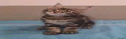 Maine Coon gatti in vendita: Litter G Dolci Fusa - Annuncio 10