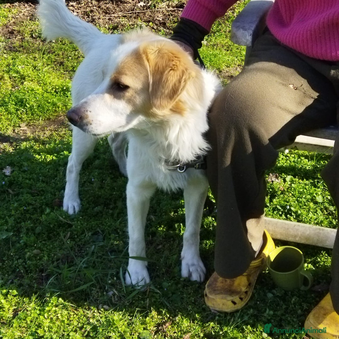 Altre razze cani in regalo: CAGNOLINO AMOREVOLE a Provincia di Modena - Immagine 9