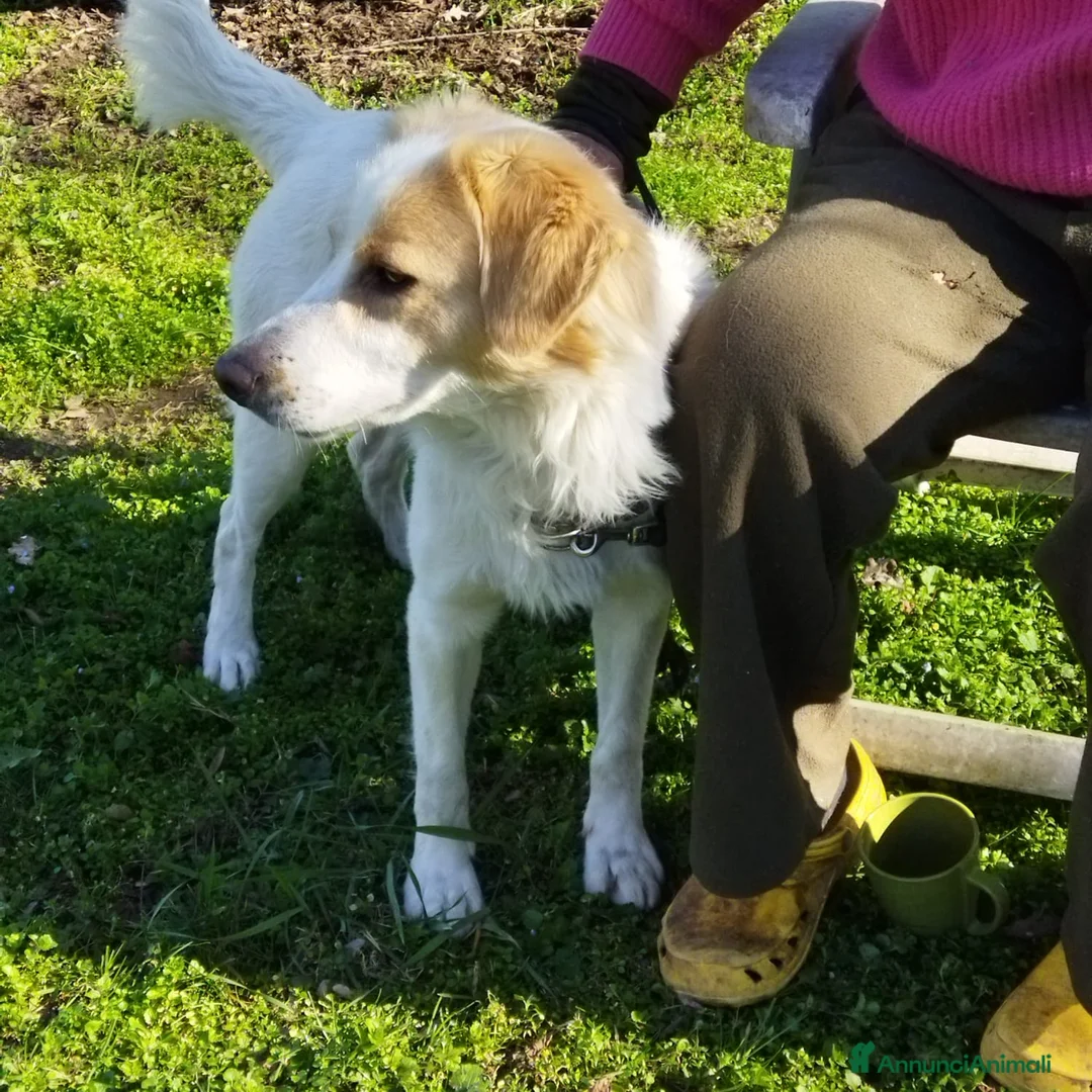 Altre razze cani in regalo: CAGNOLINO AMOREVOLE a Provincia di Modena - Annuncio 9