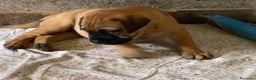 Bullmastiff cani in vendita: Cuccioli Bullmastiff  - Annuncio 18
