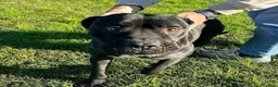 Bullmastiff cani in regalo: George, meraviglioso Pitt Bull Mastiff - Annuncio 7