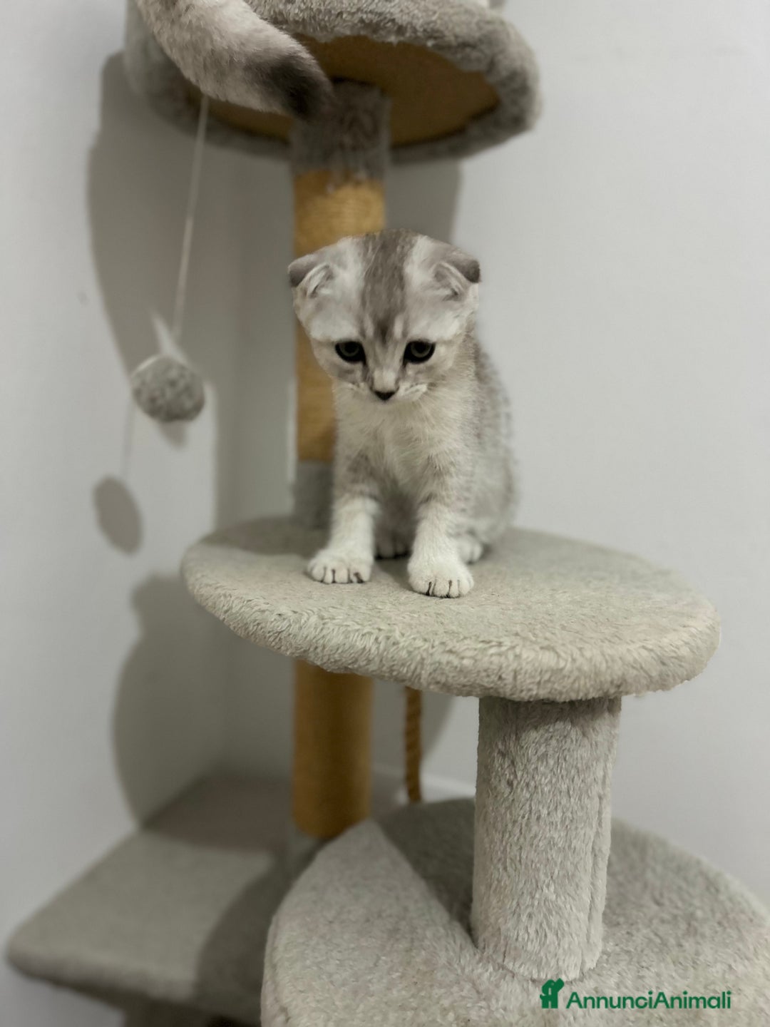 British gatti in vendita: Scottish fold a Provincia di Treviso - Immagine 5