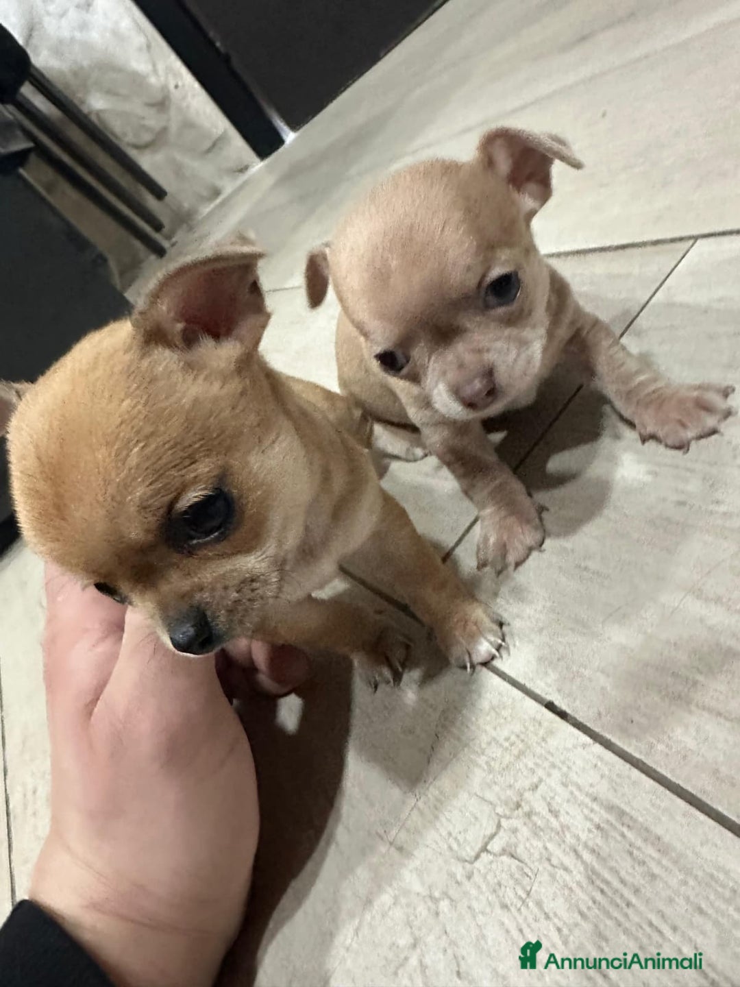 Chihuahua cani in vendita: Chihuahua  - Annuncio 4