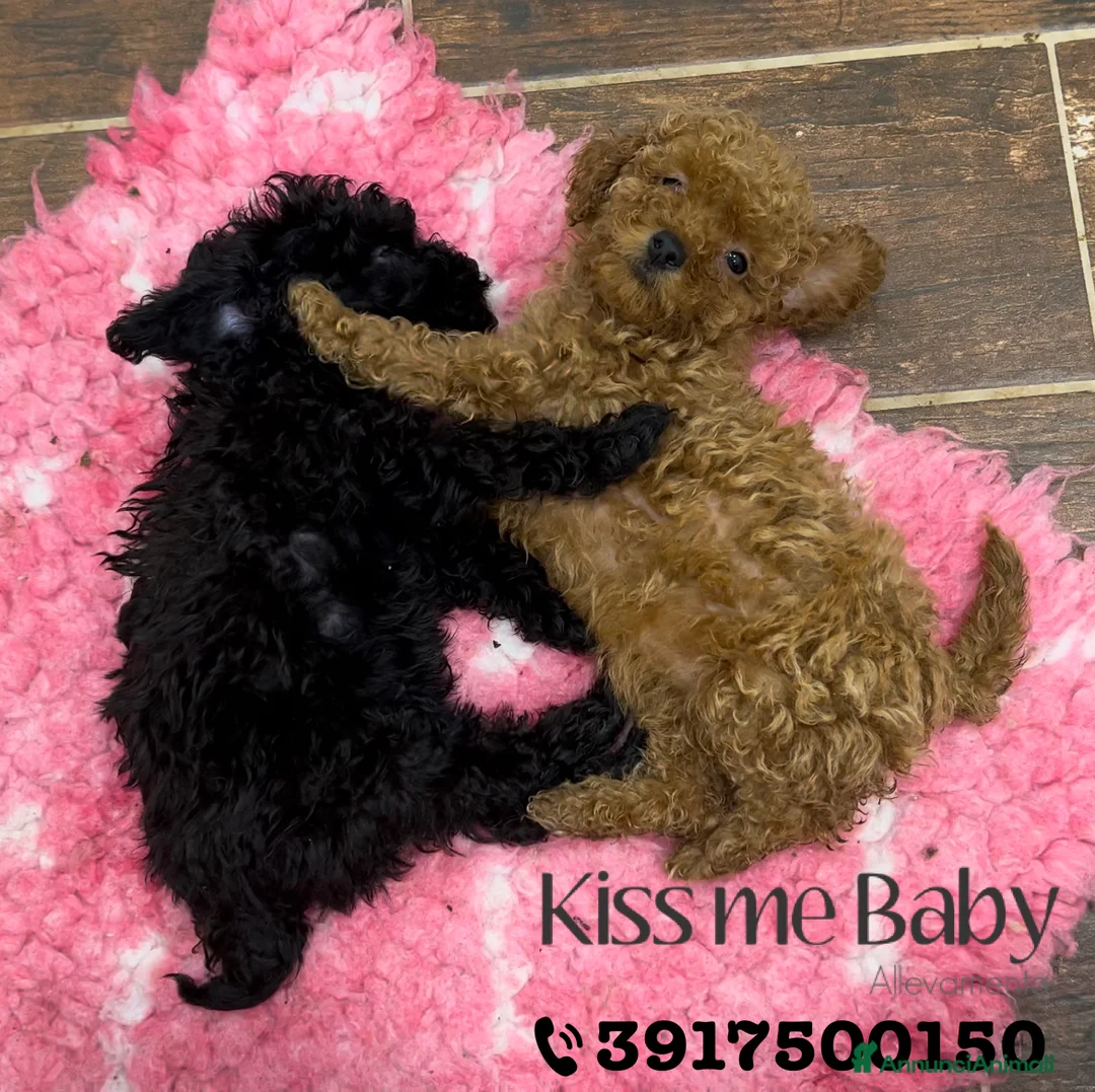 Immagine della galleria {{count}}