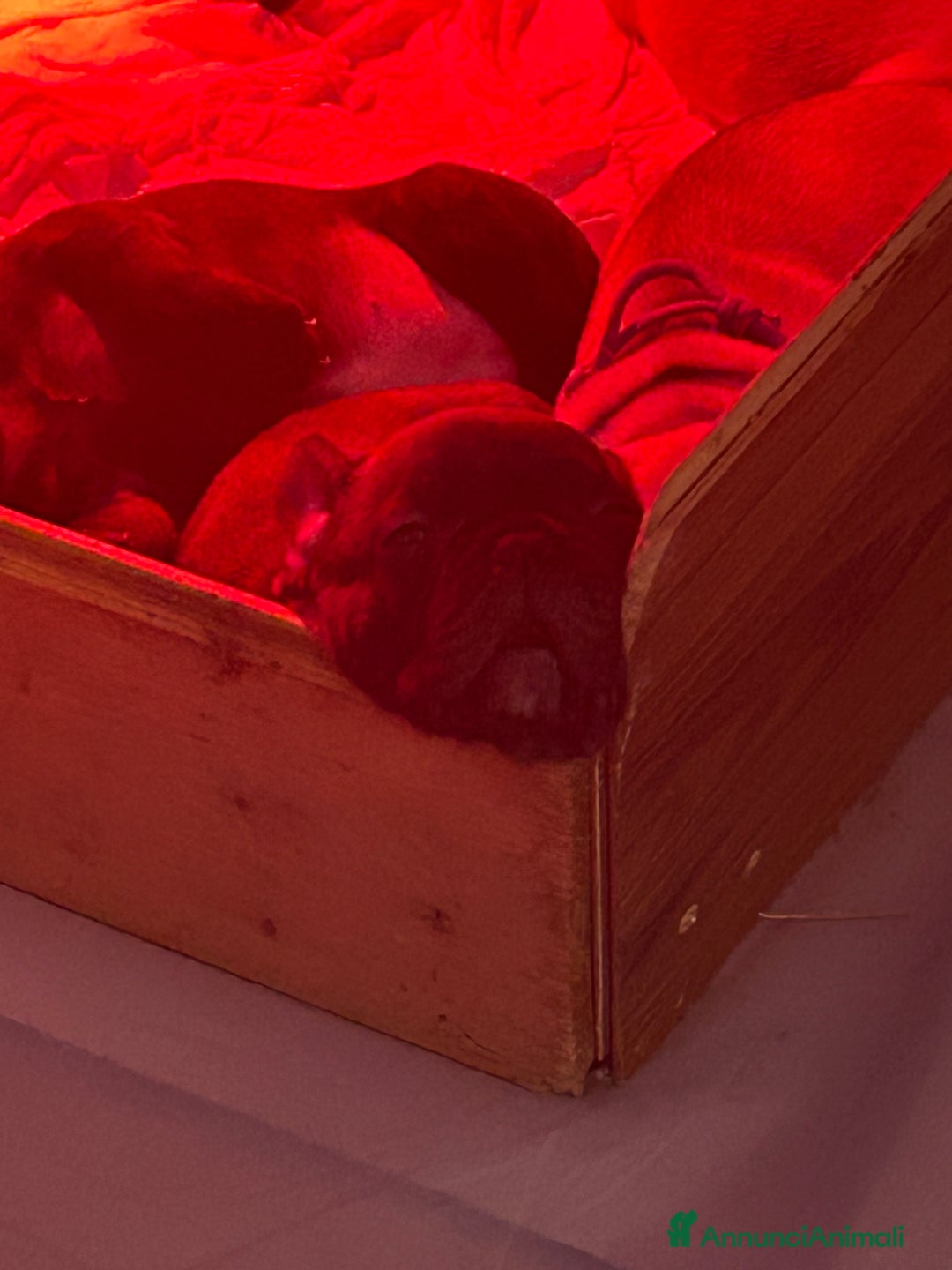 Bulldog Francese cani in vendita: Cuccioli di bulldog francese ❤️ - Annuncio 8