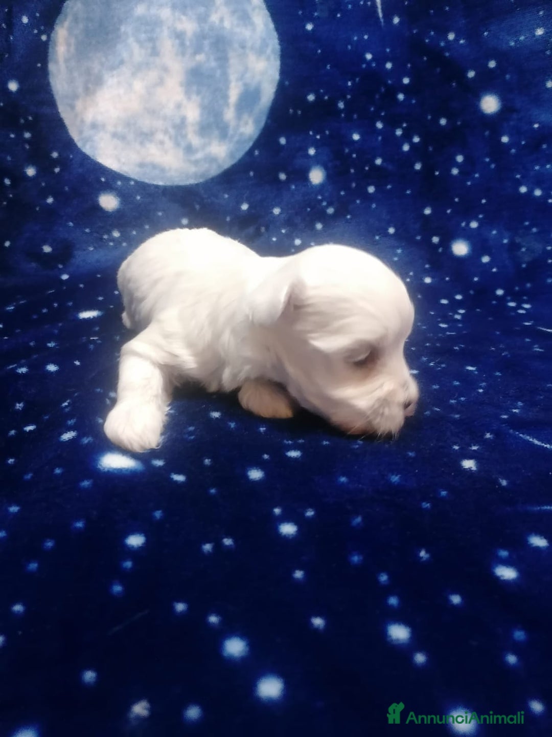 Maltese cani in vendita: Maltese cuccioli - Annuncio 3