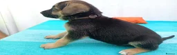 Meticcio cani in regalo: Cuccioli mix Pastore Tedesco, neanche 2 mesi  - Annuncio 1