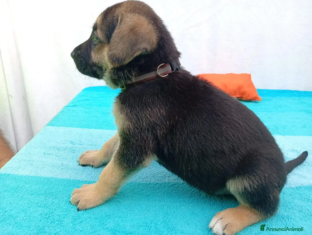 Meticcio cani in regalo: Cuccioli mix Pastore Tedesco, neanche 2 mesi  - Annuncio 1