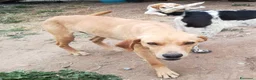 Meticcio cani in regalo: JAZZ ASPETTA UNA MAMMA  a Città metropolitana di Milano - Annuncio 6