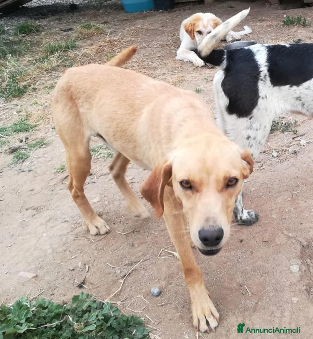 Meticcio cani in regalo: JAZZ ASPETTA UNA MAMMA  a Città metropolitana di Milano - Annuncio 6