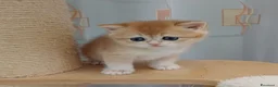 Scottish gatti in vendita: Cuccioli Scottish Straight - Annuncio 26