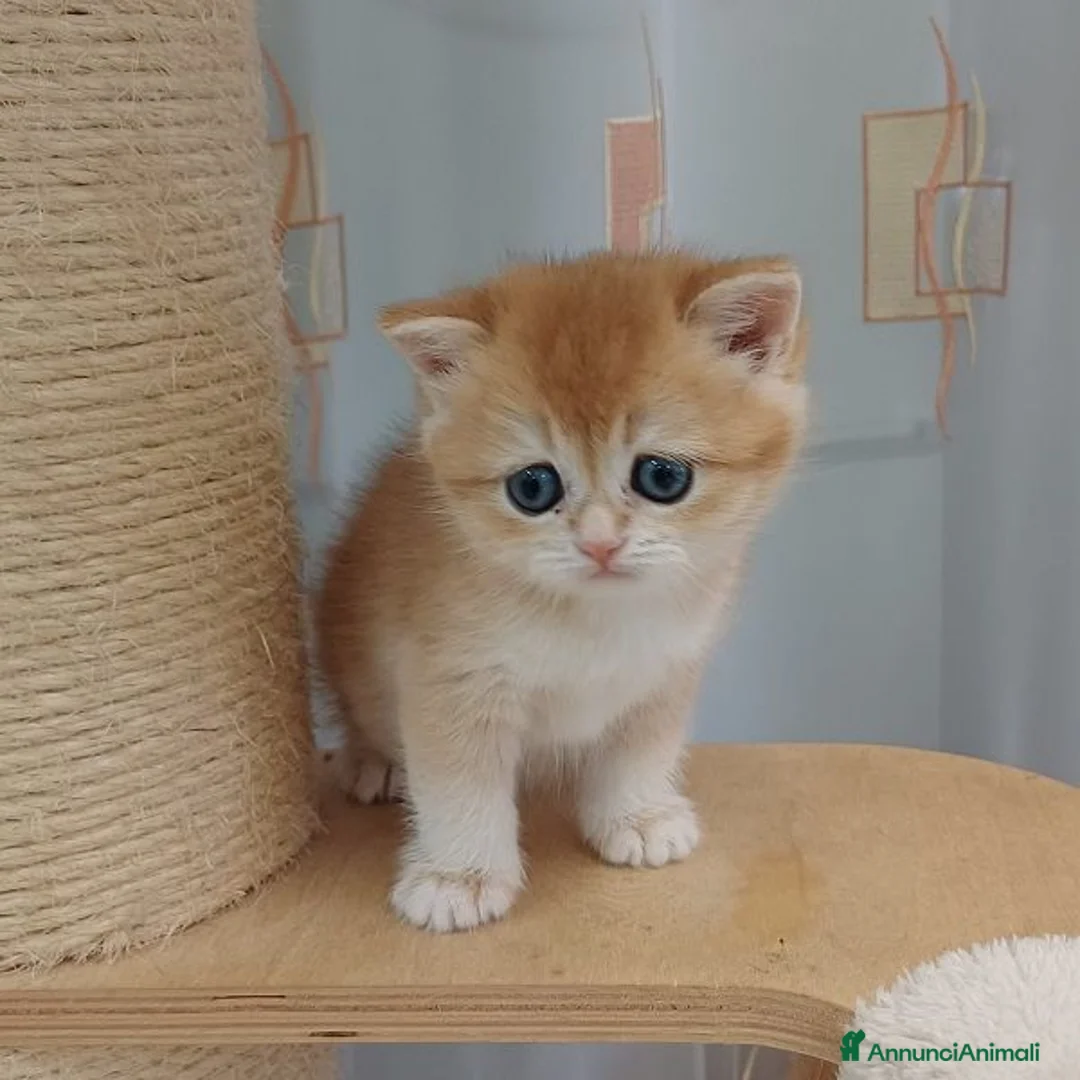 Scottish gatti in vendita: Cuccioli Scottish Straight - Annuncio 26