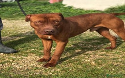 Altre razze cani in regalo: EVANDER, sguardo malinconico  a Provincia di Latina - Immagine 6