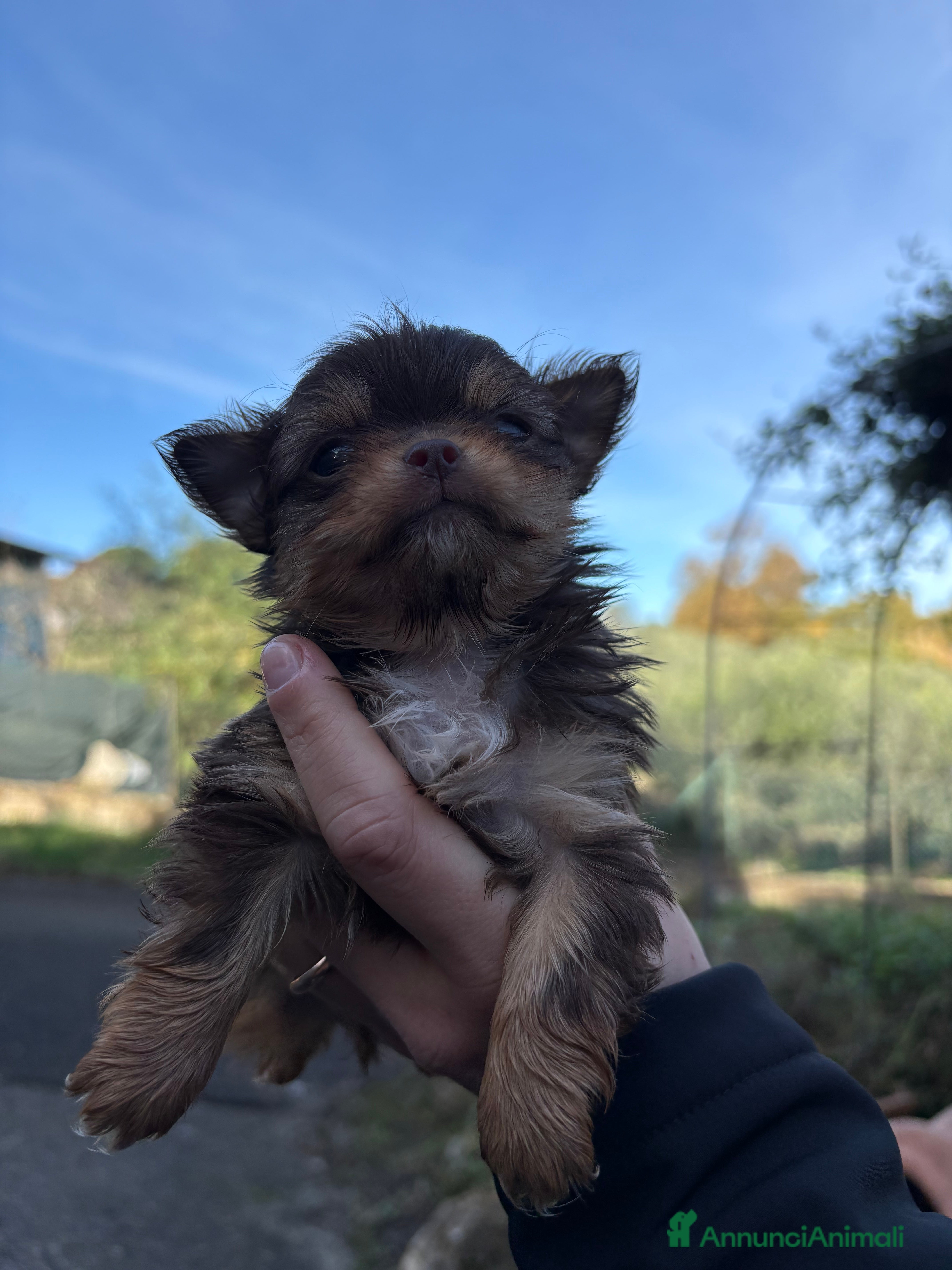 Chihuahua cani Chihuahua  - Annuncio 1