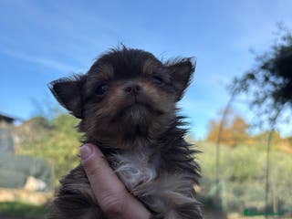 Chihuahua cani Chihuahua - Annuncio 21