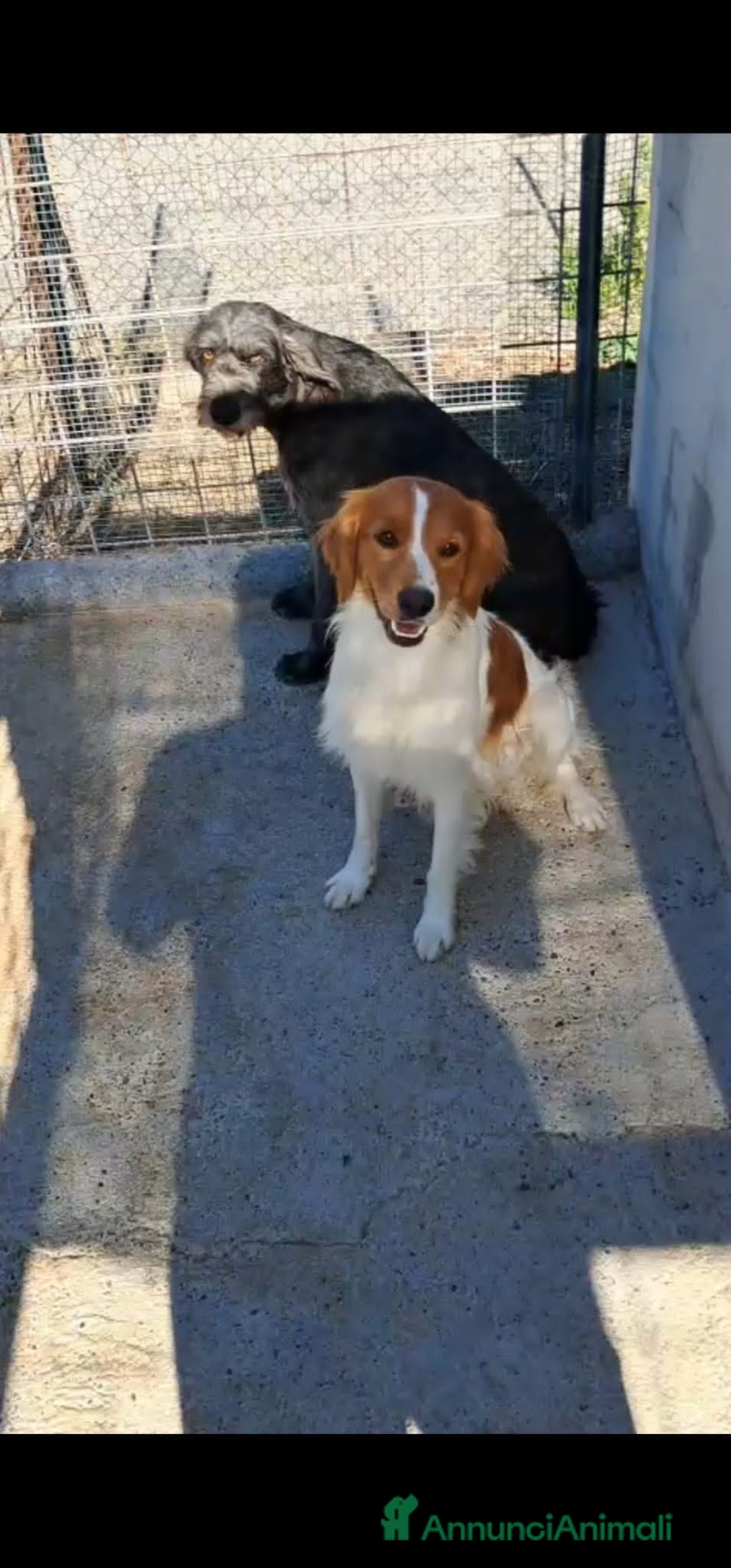 Altre razze cani in regalo: birillo - Annuncio 3