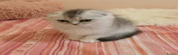 Scottish gatti in vendita: Cuccioli Straight/Fold  - Annuncio 9