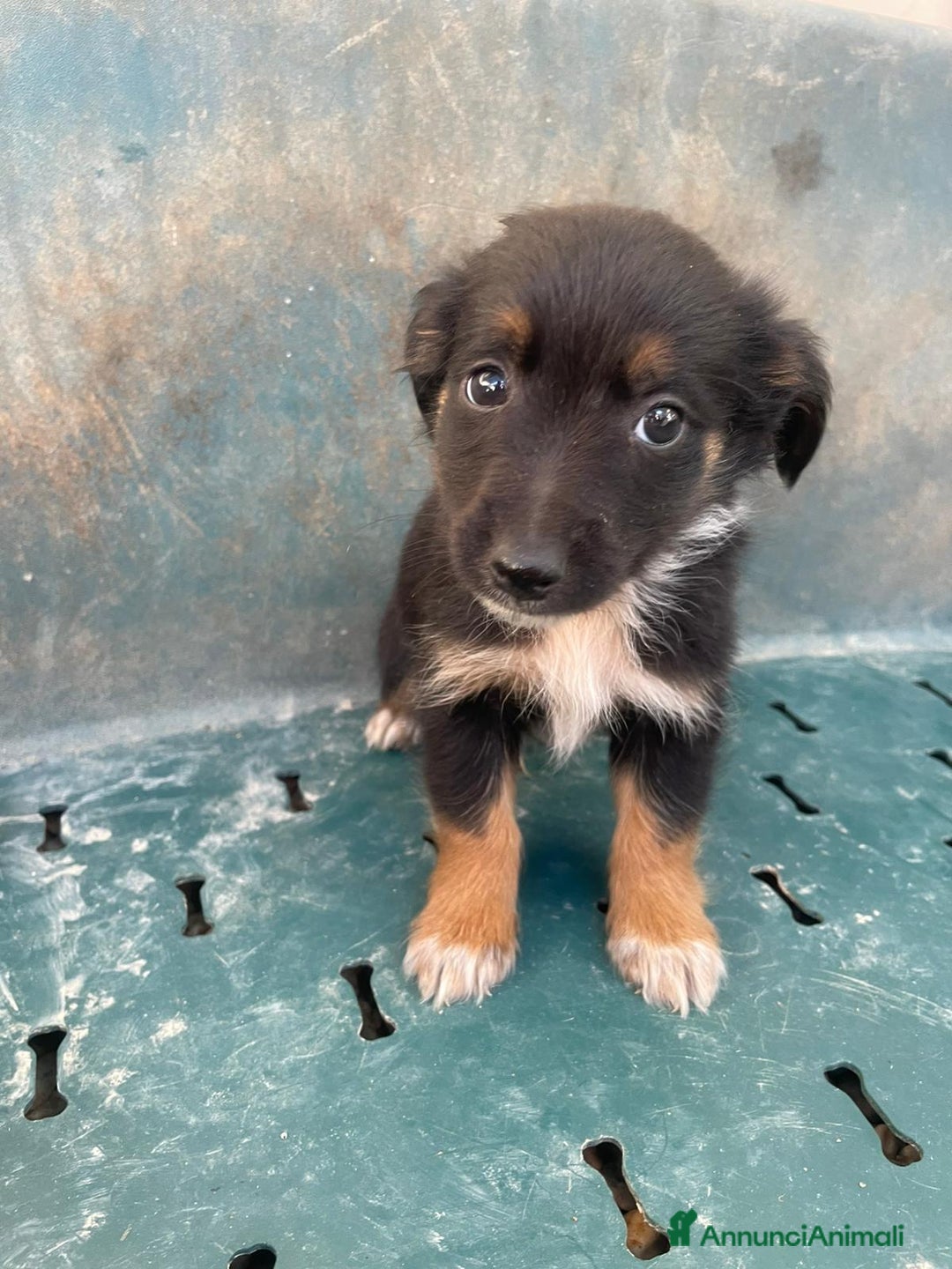 Meticcio cani in regalo: ZAFFIRO DIAMANTE SMERALDO TOPAZIO - Annuncio 3