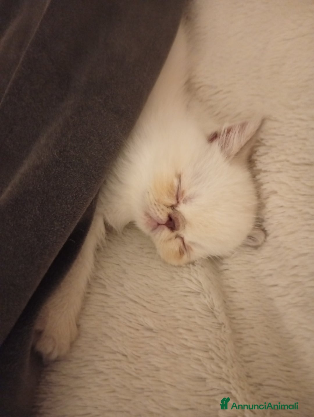 Exotic Shorthair gatti in vendita: Exotic Shorthair  - Annuncio 3