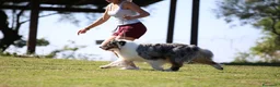 Australian Shepherd cani in vendita: Cucciolo Australian sheperd - Pastore Australiano - Annuncio 9