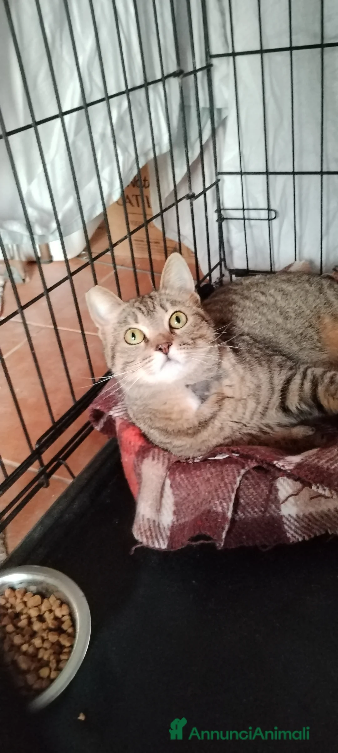 Europeo gatti in regalo: Adottate Virginia, elemosina coccole a Città metropolitana di Milano - Annuncio 2