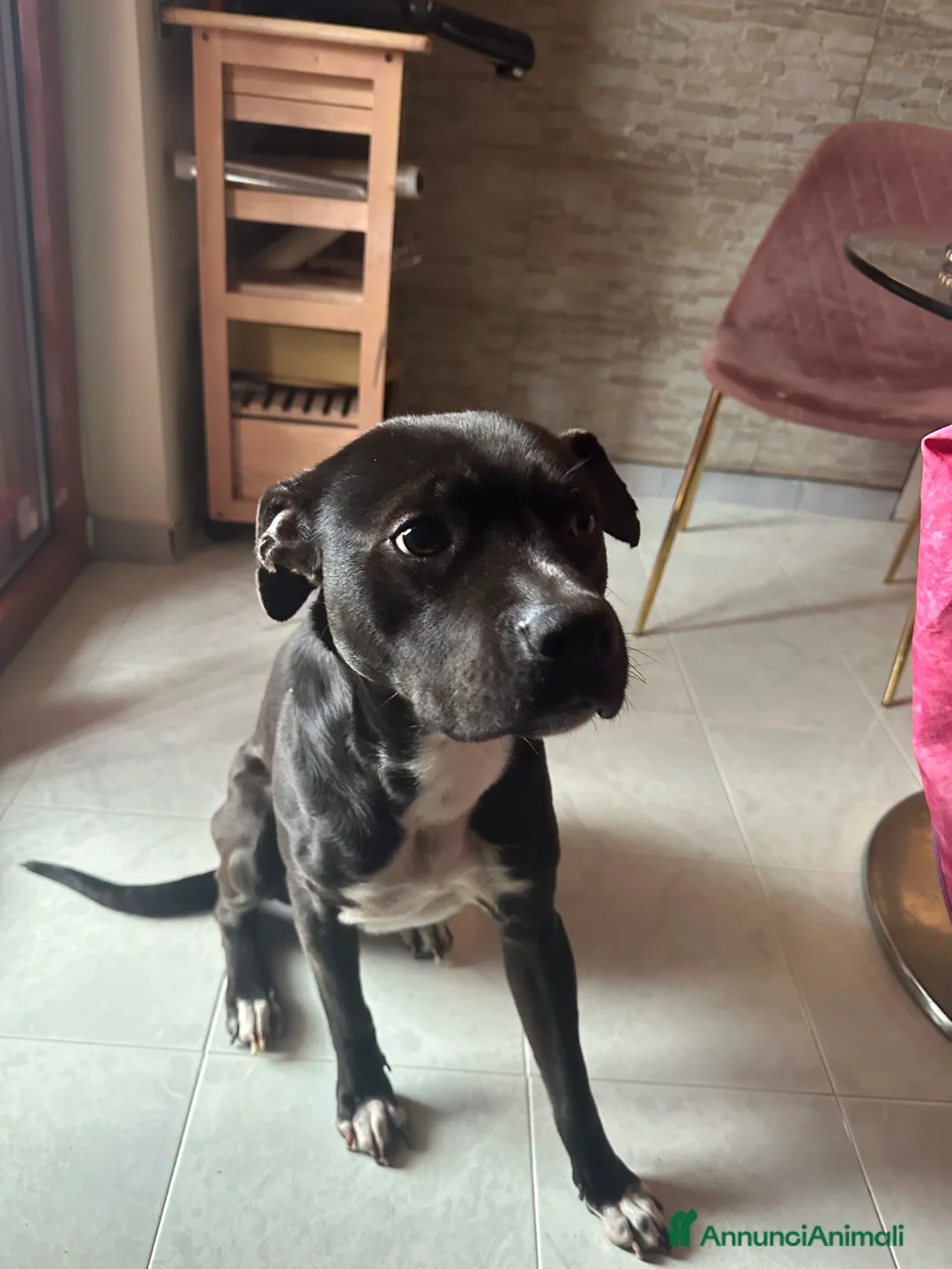 Pitbull cani in regalo: Regalo Pitbull Akira 4 anni - Annuncio 5