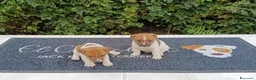 Jack Russell cani in vendita: Cuccioli di Jack Russell  - Annuncio 9